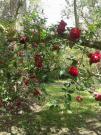 rose rosse